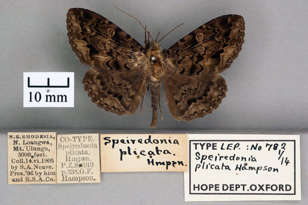 /filer/webapps/moths/media/images/P/plicata_Speiredonia_ST_OUMNH_01.jpg