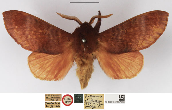 /filer/webapps/moths/media/images/P/plinthochroa_Dollmania_HT_NHMUK.jpg