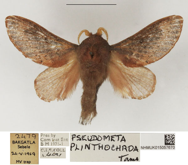 /filer/webapps/moths/media/images/P/plinthochroa_Pseudometa_AM_NHMUK.jpg