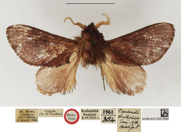 /filer/webapps/moths/media/images/P/plinthochroa_Pseudometa_HT_NHMUK.jpg