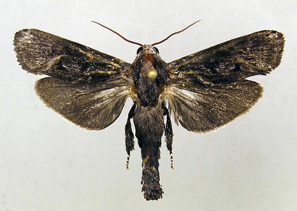 /filer/webapps/moths/media/images/P/pljustchi_Pseudocossus_A_Yakovlev.jpg