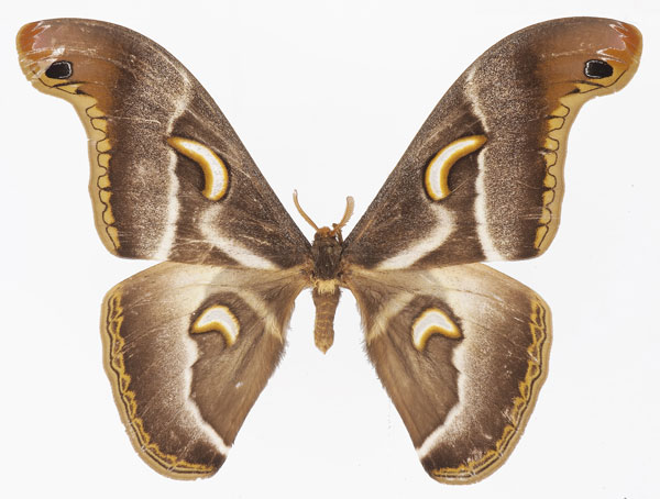 /filer/webapps/moths/media/images/P/ploetzi_Epiphora_AM_Basquin.jpg