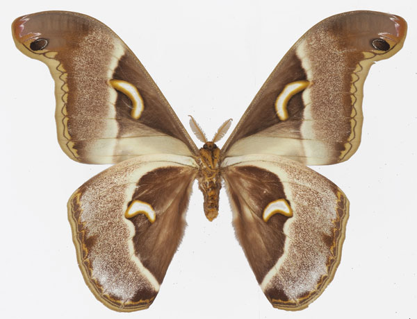 /filer/webapps/moths/media/images/P/ploetzi_Epiphora_AM_Basquinb.jpg