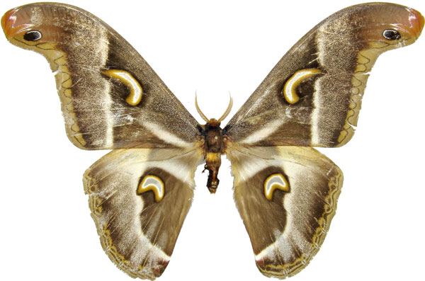 /filer/webapps/moths/media/images/P/ploetzi_Epiphora_AM_MCJM.jpg