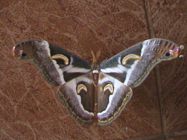 /filer/webapps/moths/media/images/P/ploetzi_Epiphora_A_Guyonnet.jpg