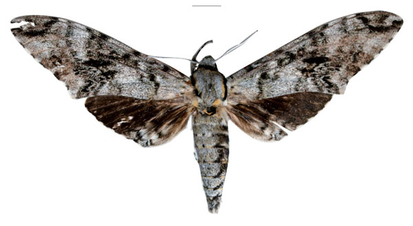 /filer/webapps/moths/media/images/P/ploetzi_Macropoliana_HT_SMCRa.jpg