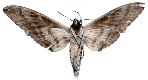 /filer/webapps/moths/media/images/P/ploetzi_Macropoliana_HT_SMCRb.jpg