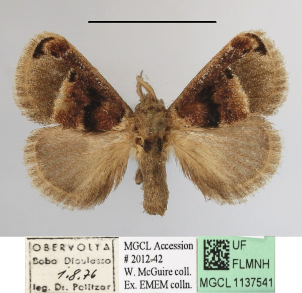 /filer/webapps/moths/media/images/P/ploetzi_Zinara_A_MGCLa_01.JPG