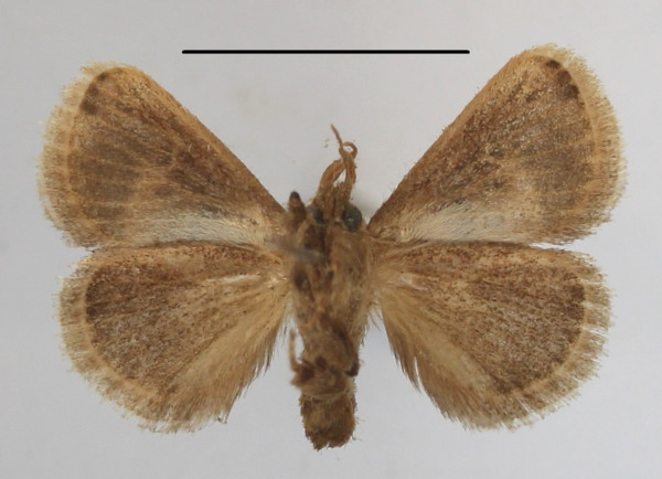 /filer/webapps/moths/media/images/P/ploetzi_Zinara_A_MGCLb_01.JPG