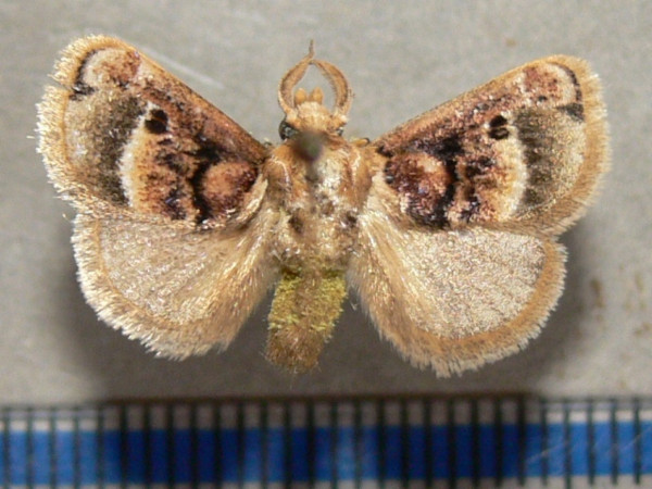 /filer/webapps/moths/media/images/P/ploetzi_Zinara_A_goff_01.JPG