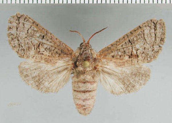 /filer/webapps/moths/media/images/P/plumbata_Brachylia_PTF_ZMHB.jpg