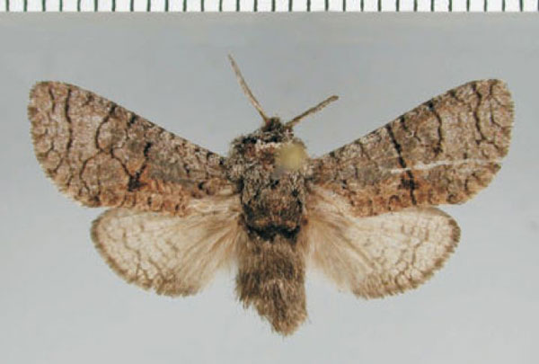 /filer/webapps/moths/media/images/P/plumbata_Brachylia_PTM_ZMHB.jpg