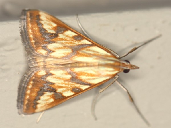 /filer/webapps/moths/media/images/P/plumbatalis_Heortia_A_Heyns.jpg