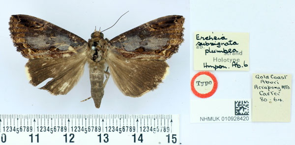 /filer/webapps/moths/media/images/P/plumbea_Ercheia_HT_BMNH.jpg