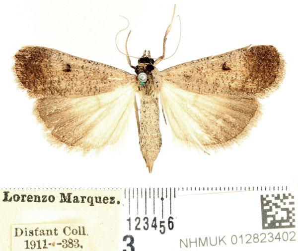 /filer/webapps/moths/media/images/P/plumbea_Tathorhynchus_AF_BMNH_01.jpg
