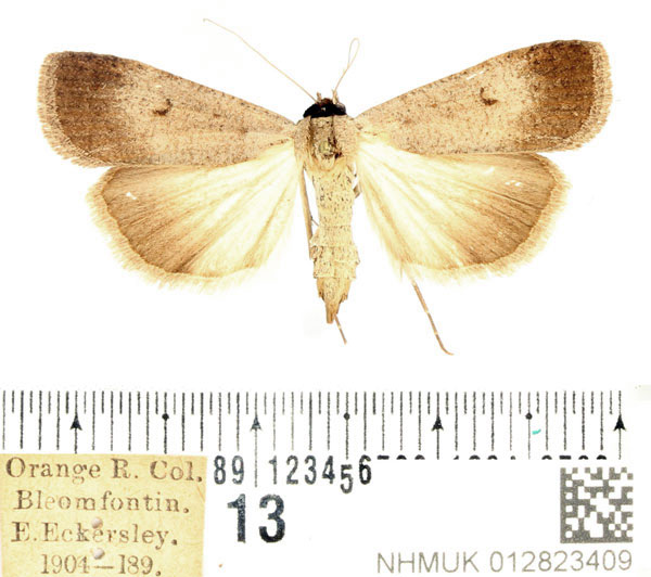 /filer/webapps/moths/media/images/P/plumbea_Tathorhynchus_AF_BMNH_02.jpg