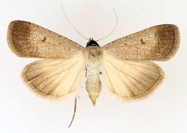 /filer/webapps/moths/media/images/P/plumbea_Tathorhynchus_AF_TMSA_01.jpg