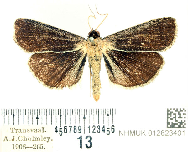 /filer/webapps/moths/media/images/P/plumbea_Tathorhynchus_AM_BMNH.jpg