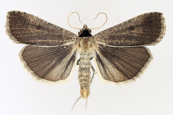 /filer/webapps/moths/media/images/P/plumbea_Tathorhynchus_AM_TMSA_01.jpg