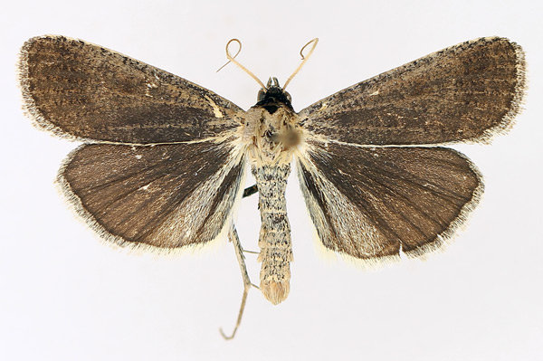 /filer/webapps/moths/media/images/P/plumbea_Tathorhynchus_AM_TMSA_02.jpg
