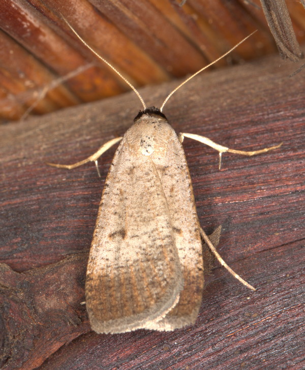 /filer/webapps/moths/media/images/P/plumbea_Tathorhynchus_A_Heyns_01.jpg