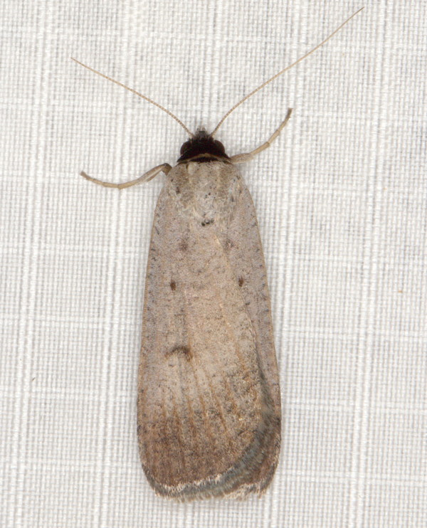 /filer/webapps/moths/media/images/P/plumbea_Tathorhynchus_A_Heyns_02.jpg