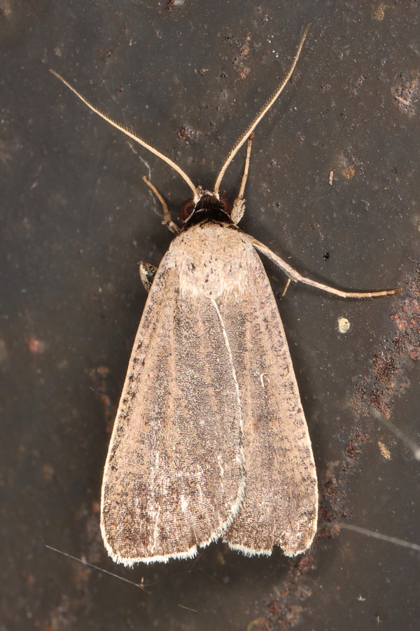 /filer/webapps/moths/media/images/P/plumbea_Tathorhynchus_A_Heyns_03.jpg