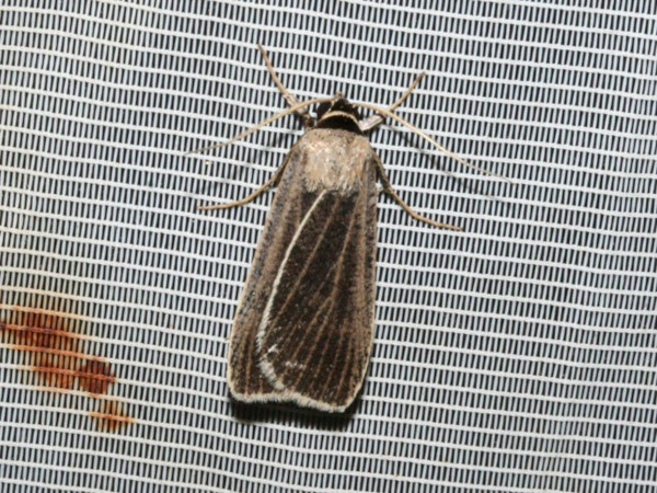 /filer/webapps/moths/media/images/P/plumbea_Tathorynchus_A_Roland.jpg