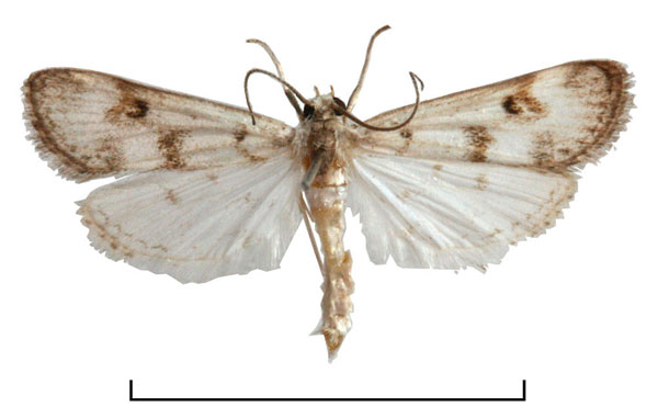 /filer/webapps/moths/media/images/P/plumbefusalis_Parapoynx_A_Agassiz_01.jpg