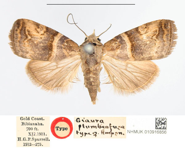 /filer/webapps/moths/media/images/P/plumbeofusa_Giaura_HT_NHMUK.jpg