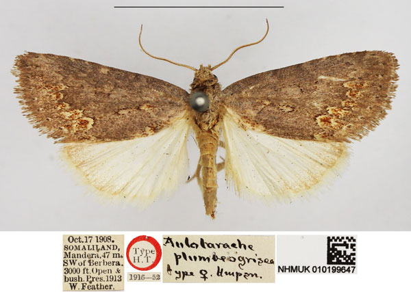 /filer/webapps/moths/media/images/P/plumbeogrisea_Aulotarache_HT_NHMUK.jpg