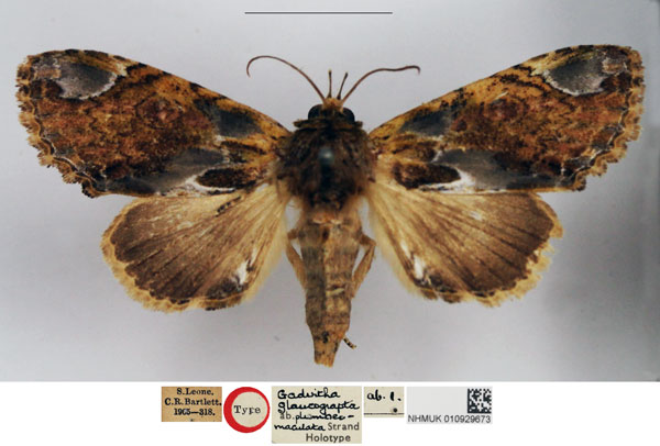 /filer/webapps/moths/media/images/P/plumbeomaculata_Gadirtha_HT_NHMUK.jpg