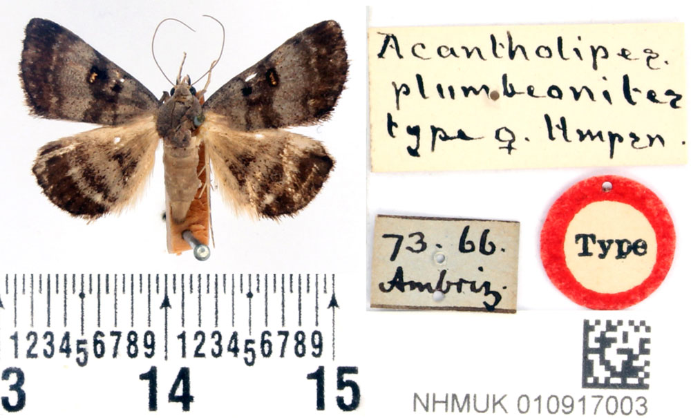 /filer/webapps/moths/media/images/P/plumbeonitens_Acantholipes_HT_BMNH.jpg