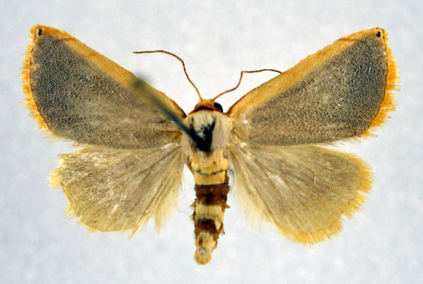 /filer/webapps/moths/media/images/P/plumbosa_Eublemma_AM_NHMO.jpg