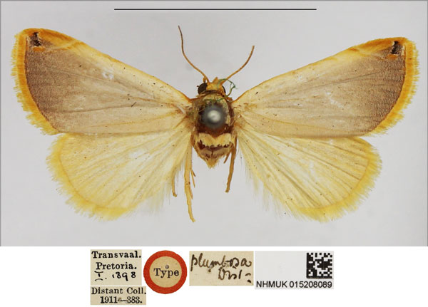 /filer/webapps/moths/media/images/P/plumbosa_Eublemma_HT_NHMUK.jpg