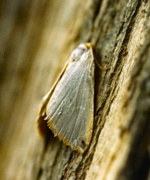 /filer/webapps/moths/media/images/P/plumbosa_Honeyania_A_Roland_01.jpg