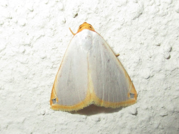 /filer/webapps/moths/media/images/P/plumbosa_Honeyiana_A_Sydes.jpg
