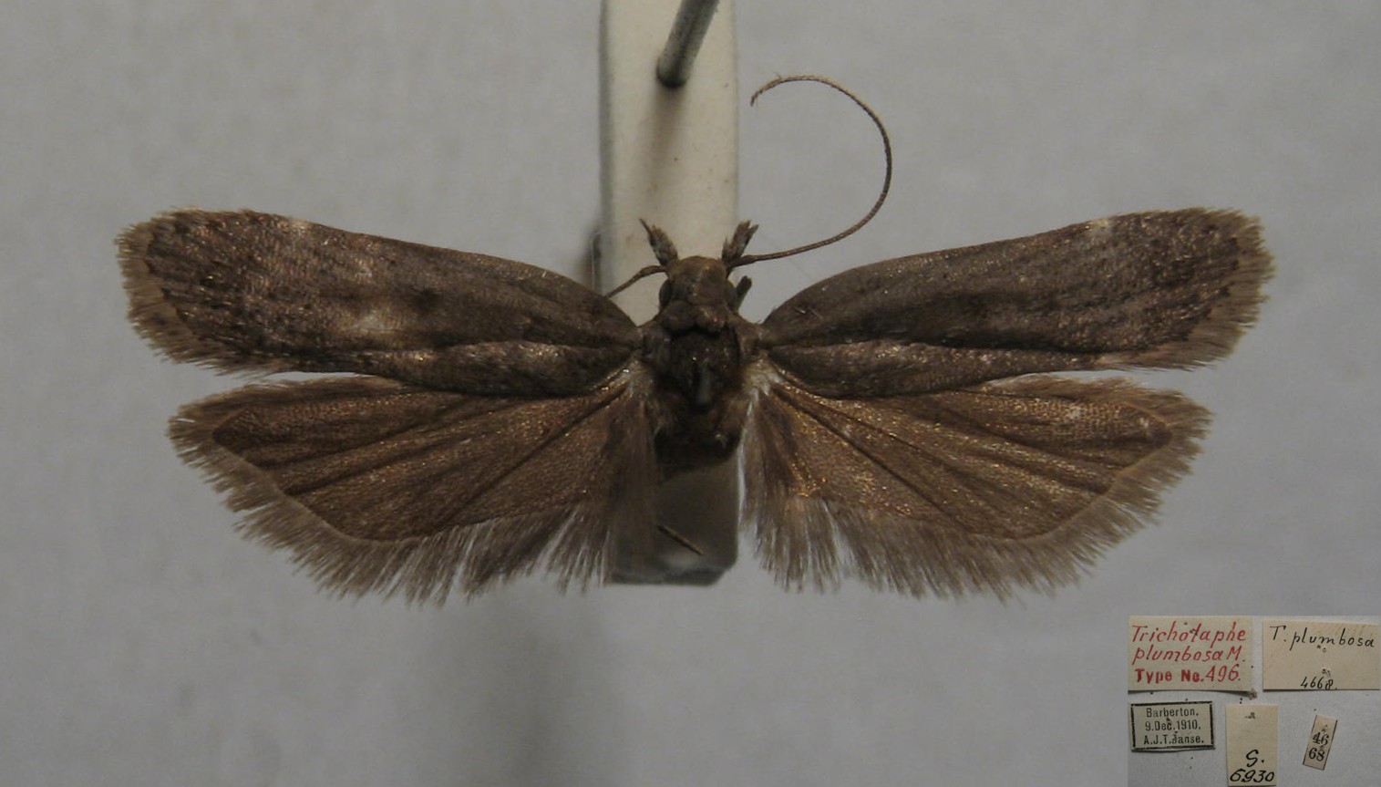 /filer/webapps/moths/media/images/P/plumbosa_Trichotaphe__MST_TMSA.jpg