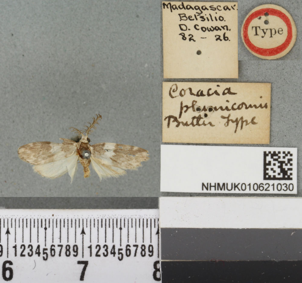 /filer/webapps/moths/media/images/P/plumicornis_Coracia_HT_BMNHa.jpg