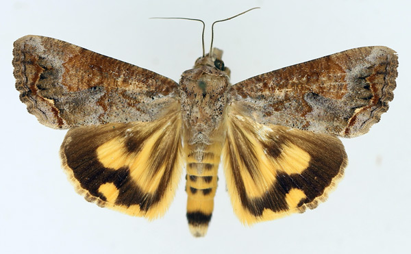 /filer/webapps/moths/media/images/P/plumicornis_Hypocala_AF_TMSA_01.jpg