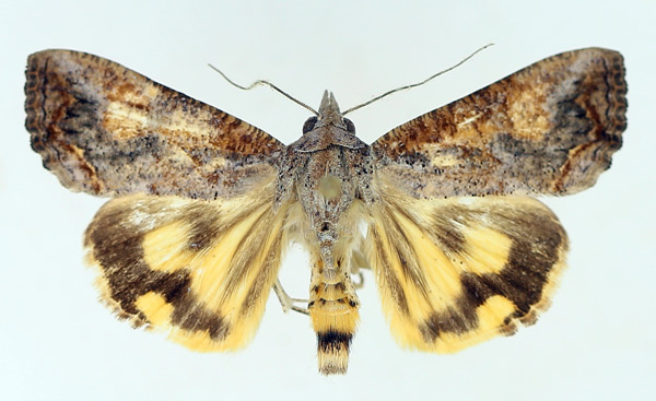 /filer/webapps/moths/media/images/P/plumicornis_Hypocala_AF_TMSA_02.jpg
