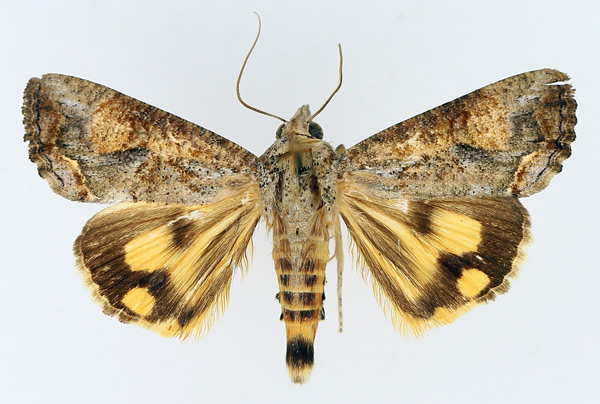 /filer/webapps/moths/media/images/P/plumicornis_Hypocala_AM_TMSA_01.jpg