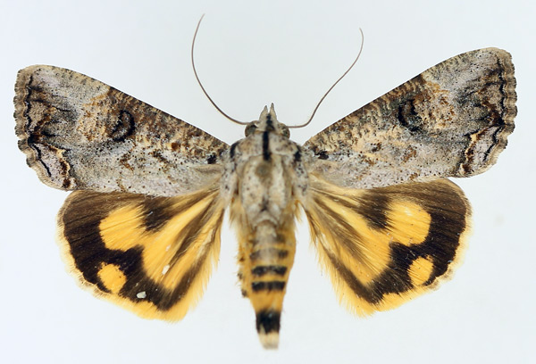 /filer/webapps/moths/media/images/P/plumicornis_Hypocala_AM_TMSA_02.jpg