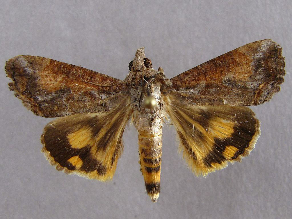 /filer/webapps/moths/media/images/P/plumicornis_Hypocala_A_Baron_01.jpg