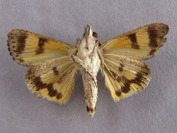 /filer/webapps/moths/media/images/P/plumicornis_Hypocala_A_Baron_02.jpg