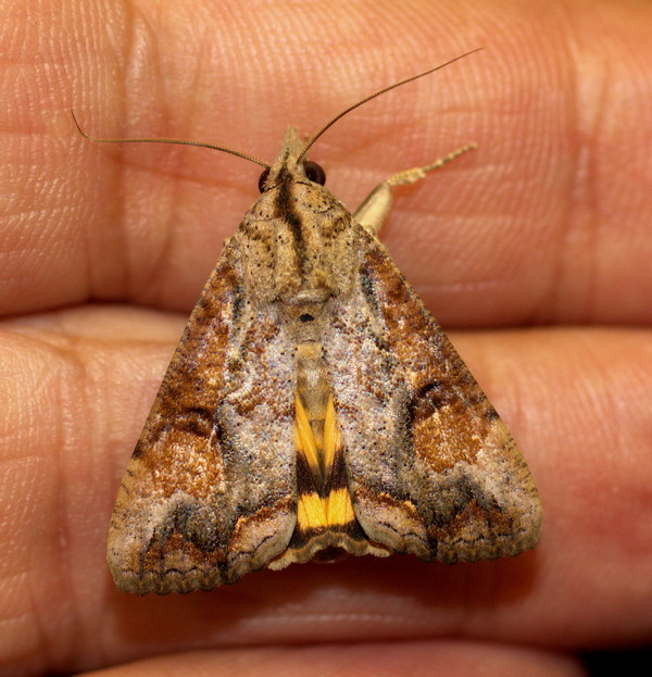 /filer/webapps/moths/media/images/P/plumicornis_Hypocala_A_Heyns_02.jpg.jpg