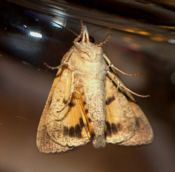 /filer/webapps/moths/media/images/P/plumicornis_Hypocala_A_Heyns_03.jpg.jpg
