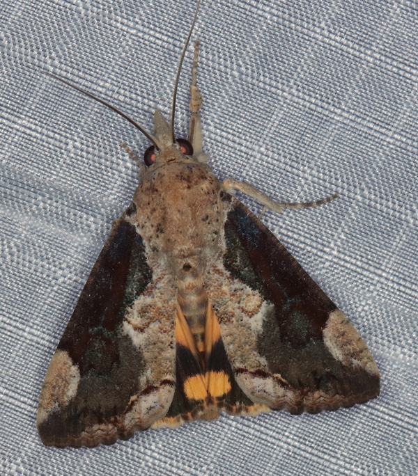 /filer/webapps/moths/media/images/P/plumicornis_Hypocala_A_Heyns_04.jpg.jpg