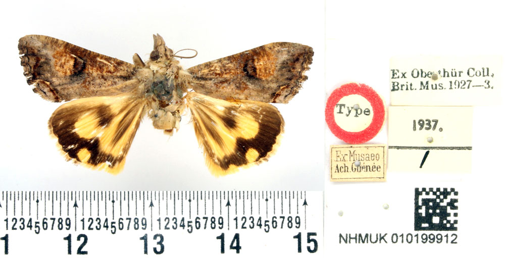 /filer/webapps/moths/media/images/P/plumicornis_Hypocala_HT_BMNH.jpg