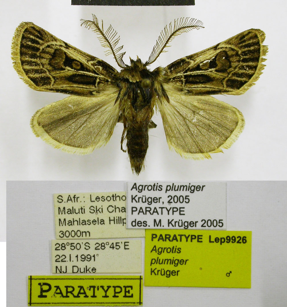 /filer/webapps/moths/media/images/P/plumiger_Agrotis_PT_TMSA.jpg